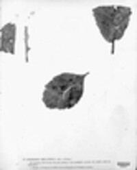 Hypoderma rubi image